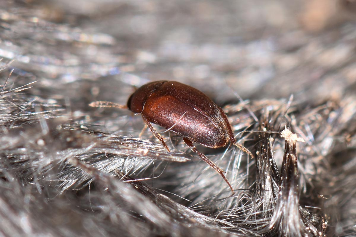 Leiodidae Cholevinae da id.